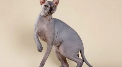 Top 10 najbolj priljubljenih pasem mačk