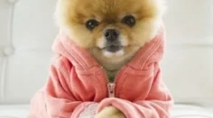 Top 10 najbolj priljubljenih psov v instagramu