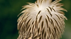 Top 10 najbolj redkih in ogroženih ptic na planetu