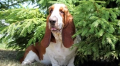 Top 10 najbolj mirnih in uravnoteženih psov