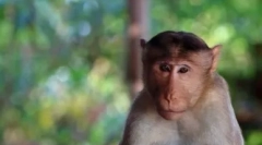 Top 10 najbolj inteligentnih živali na svetu