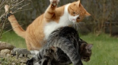 Top 10 stvari, ki jih vaša mačka sovraži