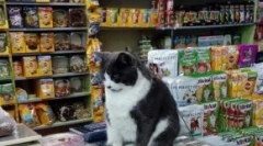 Top 15 koristnih dodatkov za mačke do 1000 rubljev