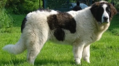 Top 20 največjih pasem psov na svetu