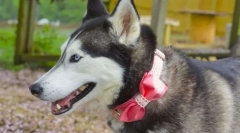 Top 5 imen za pse dekleta