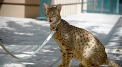 Top 5: najdražja mačka na svetu