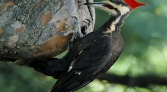 Top 7 živali z najdaljšimi jeziki