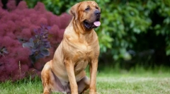 Tosa inu (photo): neustrašen pes japonskega samuraja