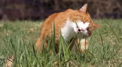 Trava za mačke: rastejo doma