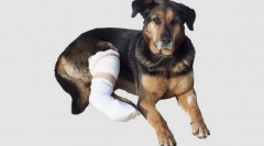 Poškodbe mišic, kite in ligamenti