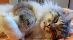 Poškodbe, opekline in zastrupitve v mačkah