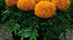 Zelišča in druge rastline kričajo miši