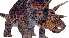 Triceratops
