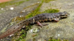 Triton navaden lance