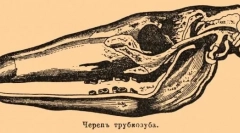 Trubosub: zanimiva dejstva o afriškemu čudežu