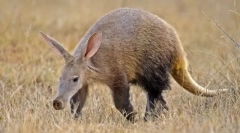 Trubosub - neprekosljiv tropski nočni čudež