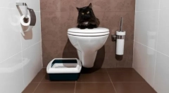 Cat stranišča zaprta: izberite udobje za živali in čiščenje doma