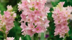 Tubernety (poliantes)