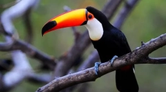 Toucan (fotografija): kljun se ne zgodi veliko, to je tisto, kar je ptica presenetljiva!
