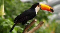 Toucan