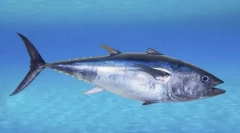 Tuna