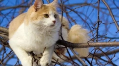 Turški wang (fotografija): veličasten plavalec in pravi ribič