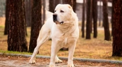 Turkmen alabai (photo): sistna zaščita, zanesljiv zaščitnik
