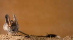 Tukcans (fotografija): ujete dolge skale