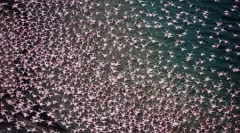 Na tisoče roza flamingov na jezeru nakuru v keniji