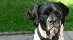 Katero pasjo psov razdelijo nos?