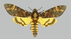 Krakux metulji na zadnjici v obliki lobanje?