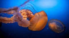 Kdo in kako se imenuje otroci v morju?