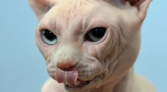 Mačka pade ali prekine brke: kaj hight grozi simptom