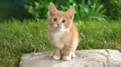 Killer črvov: dronal za mačke