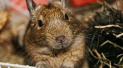 Nega in vzdrževanje čilskega proteina degu