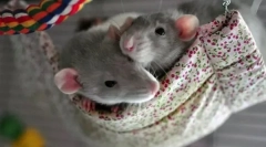 Nega in vsebina dekorativnih miši doma