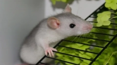 Nega in vzdrževanje domače dekorativne podgane