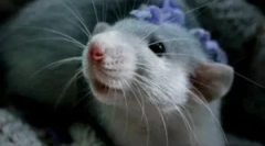 Nega in vzdrževanje domačih dekorativnih podgan