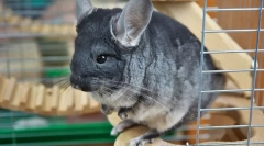Nega in vsebina chinchilla doma
