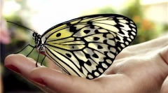 Butterfly care doma