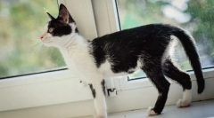 Skrb za izčrpano mačko