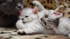 Nega mačka in mladiči