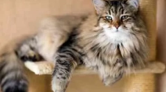 Skrb za odraslo mačko