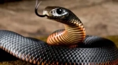 Ugriz strupene kače in pomaga žrtvi