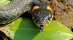 Ugriz namovitično kačo