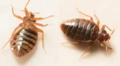 Slepi ugrizi na otrokovem telesu