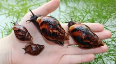 Akhatina polži kot koristna in kakšna škoda človeku