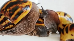 Polž akhatina reprodukcija doma, polaganje jajc, skrb za potomce