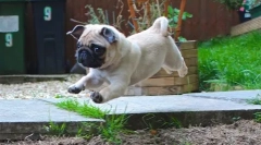 Ups, pug: najbolj smešna fotografija in video