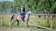 Konjske lekcije za začetnike